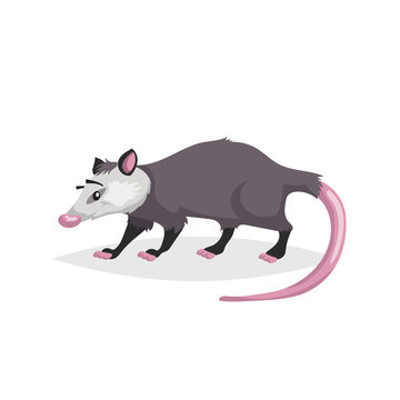 Cute cartoon opossum. North America wild animal. Vector drawing for kid and child books. Isolated on white background.