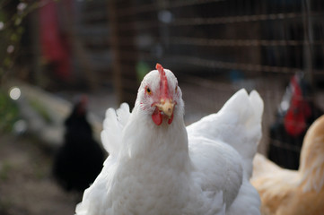 free range white chicken