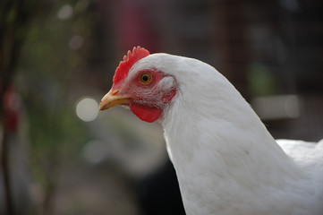 free range white chicken