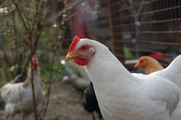 free range white chicken