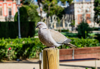 Photo of a pidgeon standing in a post in the city