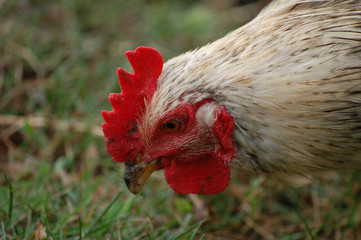 portrait of chicken
