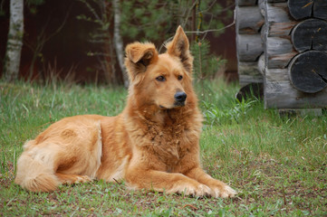 german shepherd dog