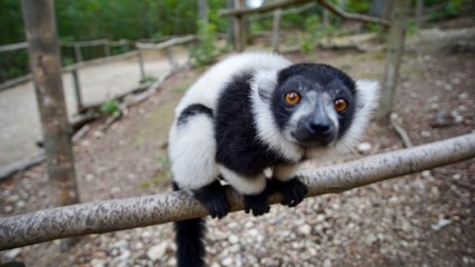 Lemur monkeys in Straußberg, Germany 