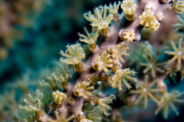 Close up of Black Sea Rod in coral reef of the Caribbean Sea around Curacao