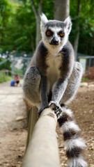 Lemur monkeys in Straußberg, Germany 