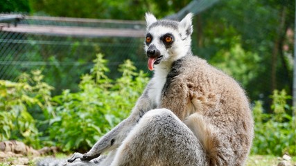Lemur monkeys in Straußberg, Germany 