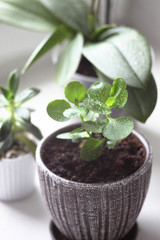 Indoor plant on white table, sprout of Kalanchoe