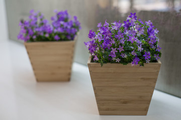 Purple flowers in a pot on the table.