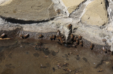 Bees drink water from a pond in the garden on a hot day in the spring. Close-up.