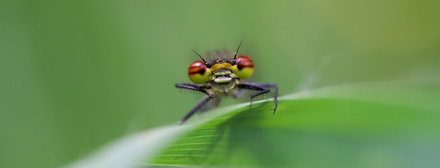 Libellule yeux macro gros plan