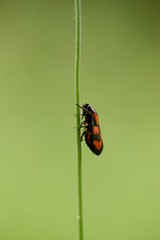 Insecte volant macro