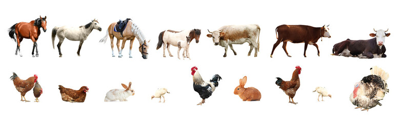 Collage of different farm animals on white background. Banner design