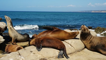 sea lions at the coast of la jolla in San Diego California