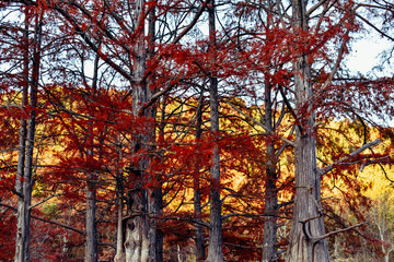 Red cypress trees