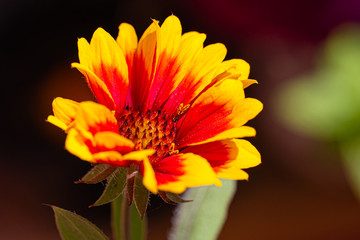 gaillarde flower, yellow orange and red, close-up