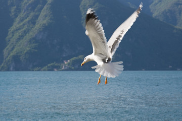 Fototapeta na wymiar Seagull in flight. Seagull in flight on the lake.