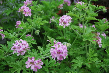Outdoor Citronella Plant with Floral