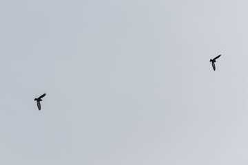 A couple of urban pigeons flying high in the gloomy cloudy gray sky in winter