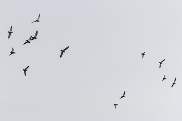 A flock of urban pigeons flying high in the gloomy cloudy gray sky in winter