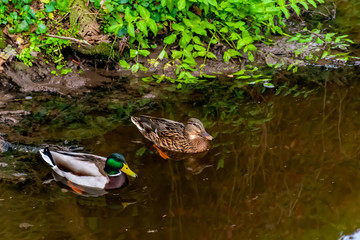 A close-up shot of two ducks, a male and a female, swimming in the river with calm water in a park