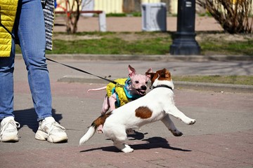 American Hairless Terrier and Jack Russell Terrier play on street
