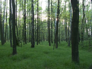 dark forest