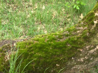 mech na drzewie © Felicjan