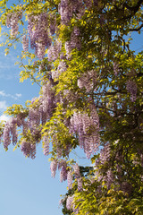 Flowering wisteria plant
Details of a wisteria plant in the springtime.