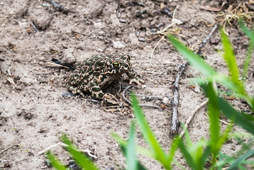 A look at a toad through the grass, selective focus. Toad sits on the ground.