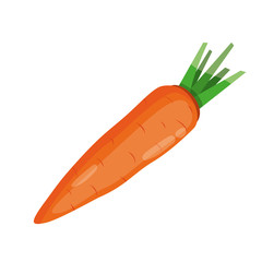 Vector illustration of carrot. Isolated on white background. Healthy food concept. Healthy vegetables.