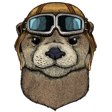 recommend clip art: Portrait of otter. Cute animal head. Vintage aviator helmet with googles.