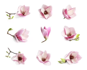 Fototapete Magnolie Stellen Sie mit schönen Magnolienblumen auf weißem Hintergrund ein. Frühlingsblüte
