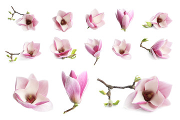 Set with beautiful magnolia flowers on white background. Spring blossom