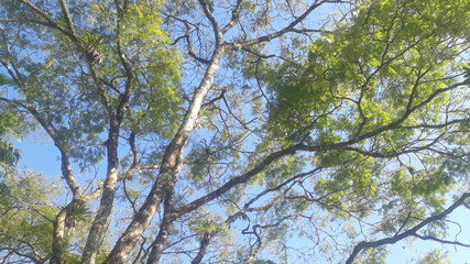 sky blue and green tree