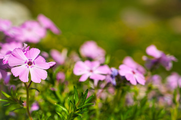rosa Blüten vom Veilchen im Garten bei Sonnenschein