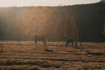 Wild horses walk in a field near the forest