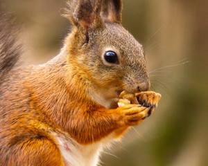Naklejka na ściany i meble squirrel eating nut for breakfast