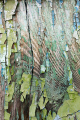 Old wooden background with peeling paint. Vintage boards with blue and green coating. Aquamarine shades on brown and beige pieces of wood knocked into a solid surface.
