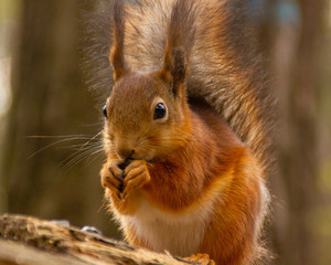 squirrel eating a sunflower seed