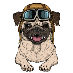 Pug. Cute animal portrait. Dog head. Vintage aviator helmet with googles.