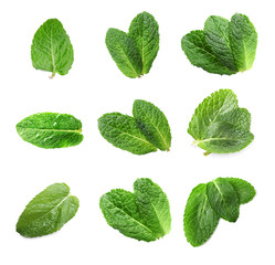 Set with green leaves of fresh mint on white background