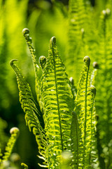 Ferns in the public park 