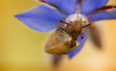 Caracol mirando