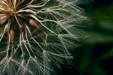 Wallpaper. Close up detail of dried dandelion flower. Macro photography background.