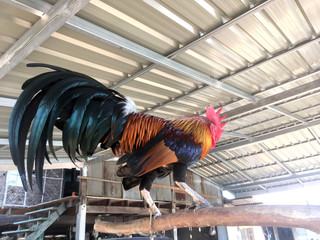 rooster in the farm © Natthawut