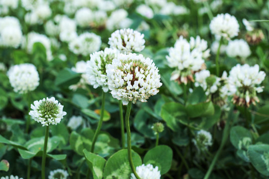 シャジクソウ属 Images Browse 178 Stock Photos Vectors And Video Adobe Stock