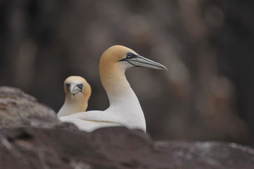 Face to face with northern gannet Morus bassanus