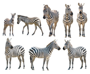 Zebra isoliert auf weißem Hintergrund