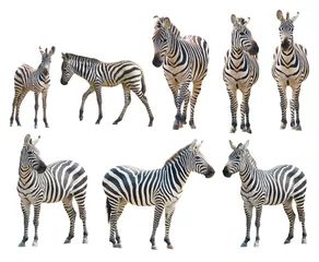 Fotobehang zebra geïsoleerd op witte achtergrond © anankkml